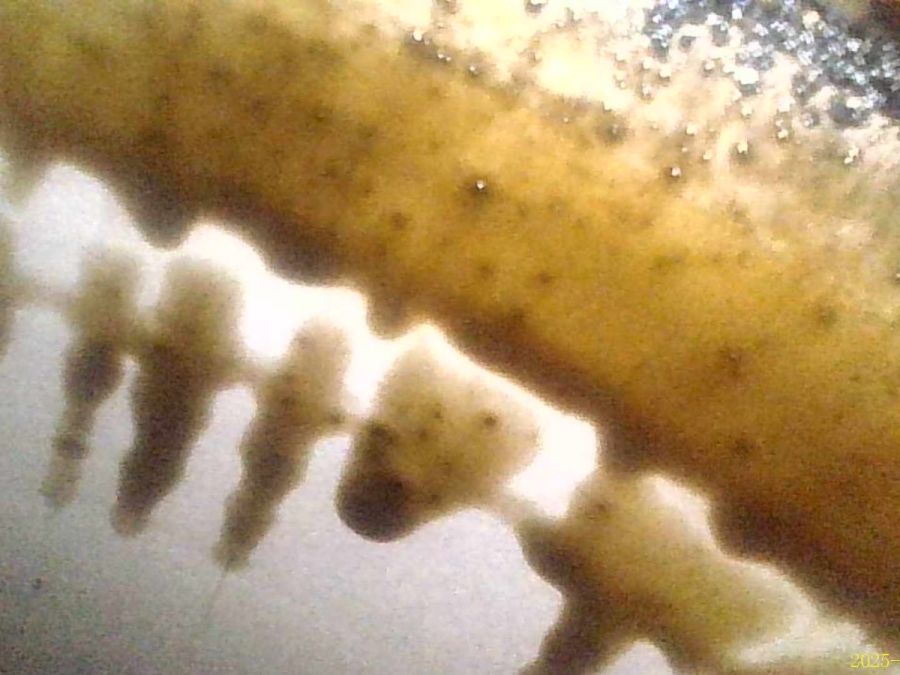 1190105902 11998212 1190102750 | Mercedes SL500 | R129 M119.982.12 engine 1190105902 11998212 1190102750 | Mercedes SL500 | R129 M119.982.12 engine